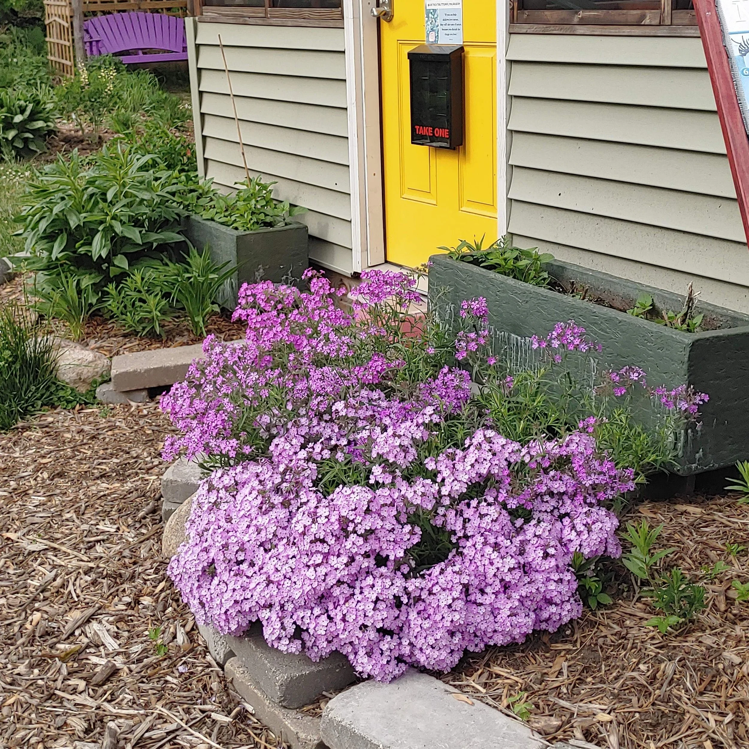 Phlox pilosa, Prairie Phlox — Detroit Abloom